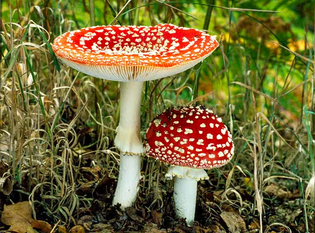 Amanita muscaria on Mousehold heath