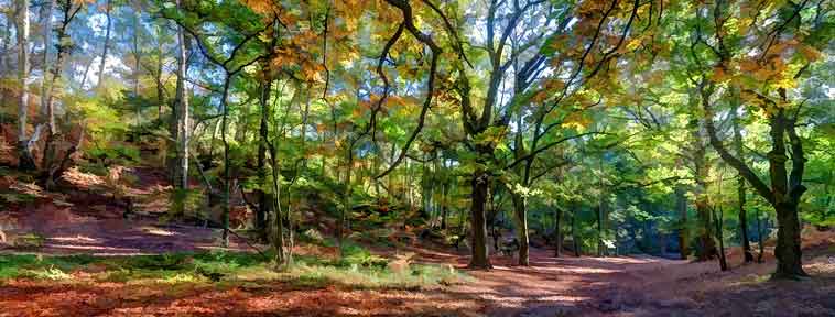 Mousehold Heath